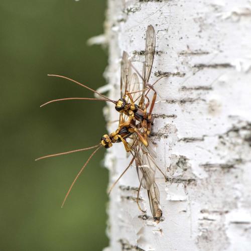 Réf. 221 407 : Megarhyssa perlata